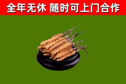 清远市烟酒回收冬虫夏草.jpg